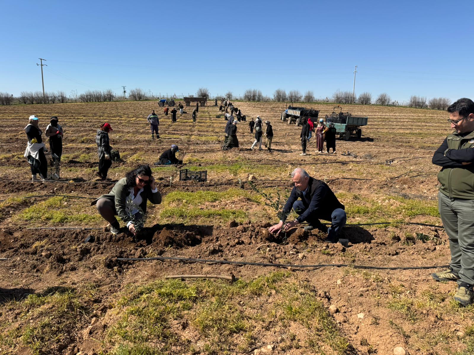 Üniversitemizden Güneydoğu’da Bir İlk: TİGEM İşbirliğiyle 125 Bin Zeytin Fidanı Toprakla Buluşuyor